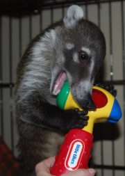 Coati