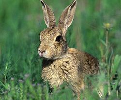 Cottotail Rabbit