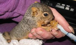orphaned Squirrel