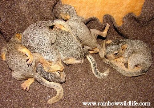 Orphaned squirrel babies being cared for at the Rainbow Wildlife Rescue