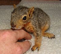 orphaned squirrel