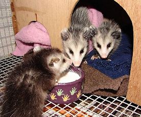 3 orphaned opossums