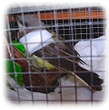 Flycatcher Rescue and Rehabilitation