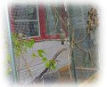 Rainbow Wildlife Rescue, Texas