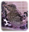 Rainbow Wildlife Rescue, Texas