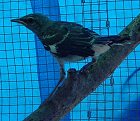 Mockingbird Rescue and Rehabilitation