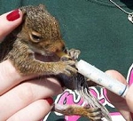 Orphaned gray squirrel