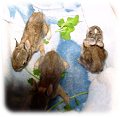 Rainbow Wildlife Rescue, Texas