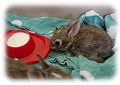 Rainbow Wildlife Rescue, Texas