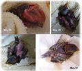 Rainbow Wildlife Rescue, Texas