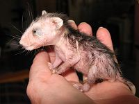 Orphaned opossum