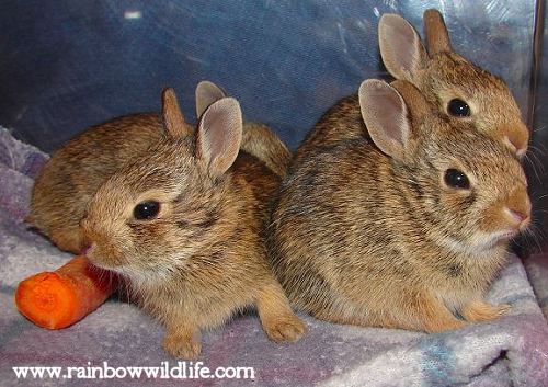 Orphaned cottontail rabbits being cared for at the Rainbow Wildlife Rescue