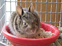 Orphaned cottontail rabbits being cared for at the Rainbow Wildlife Rescue