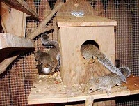 Hurricane Ike's orphaned infant squirrels