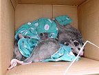 Opossum Release