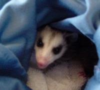 Opossum Baby