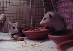 Dwarf Opossum