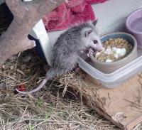 Opossum diet