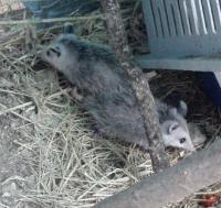 Opossum habitat