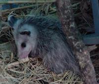 Opossum reproduction