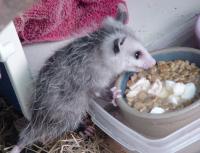 Opossum feeding