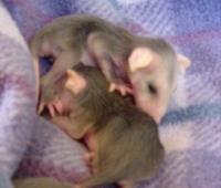 Opossum Babies