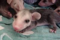 Opossum Babies